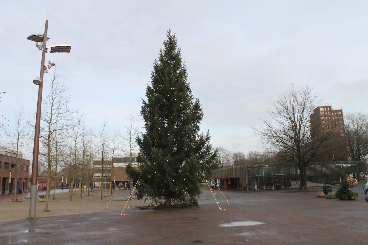 baseren Perth Blackborough de elite Grote kerstboom kopen? Echte bomen (8 - 18 meter) - Stedelijk Groen bv